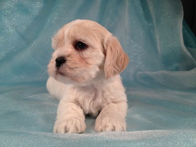 Male Puppy Lhasa Bichon Iowa Ready October 2012